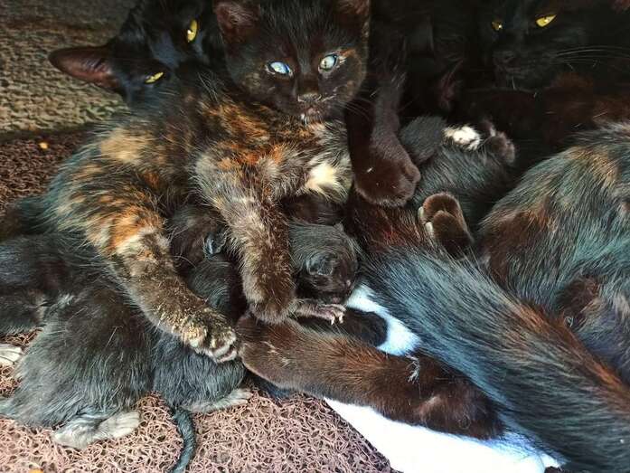 Imagen de una de las camadas / TA